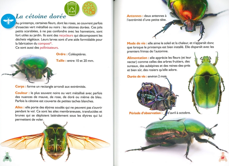 Formidables insectes de nos jardins