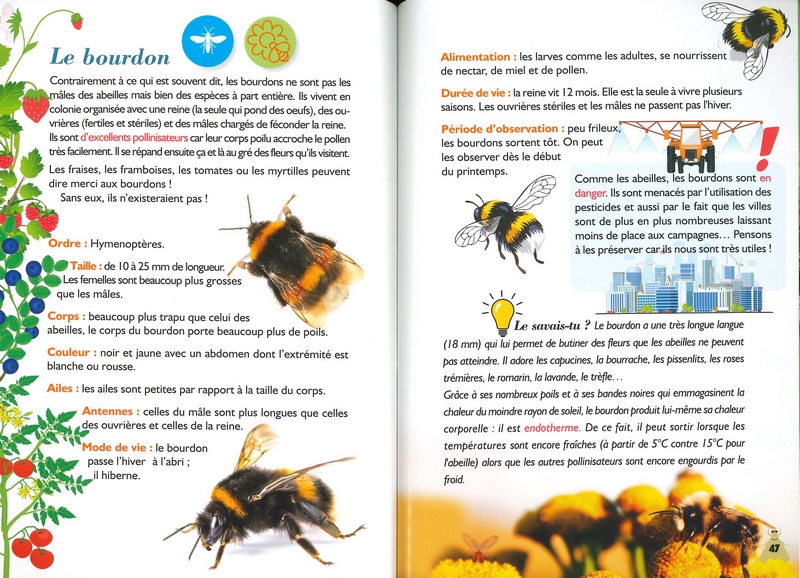 Formidables insectes de nos jardins