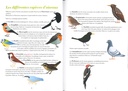 Les oiseaux de nos jardins en Wallonie et à Bruxelles