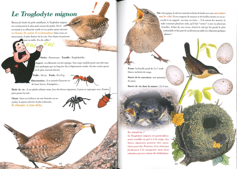 Les oiseaux de nos jardins en Wallonie et à Bruxelles