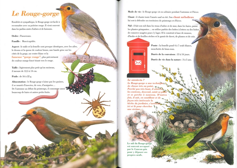 Les oiseaux de nos jardins en Wallonie et à Bruxelles