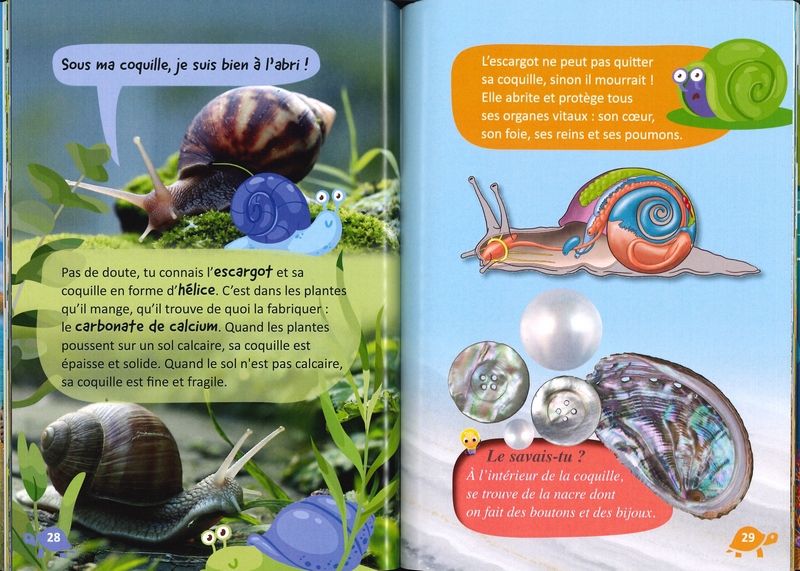 Qu'est-ce qui se passe sous cette carapace?