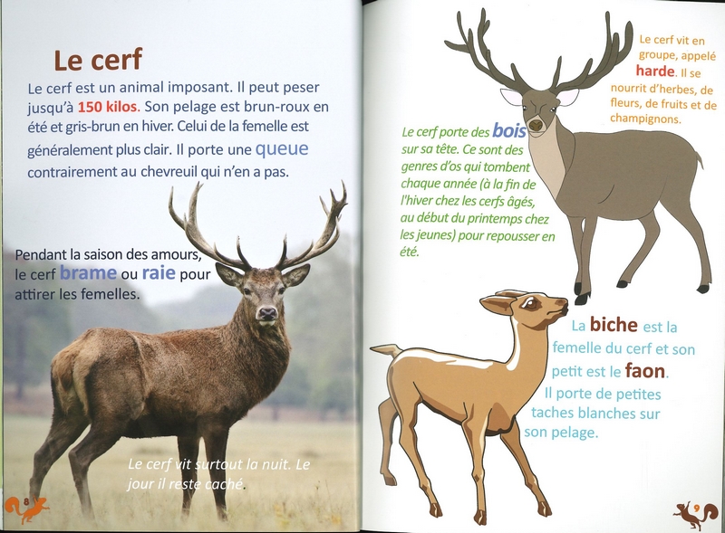 Les animaux de la forêt d'Ardenne