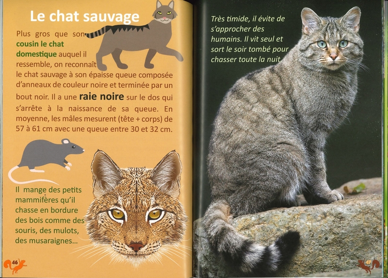 Les animaux de la forêt d'Ardenne