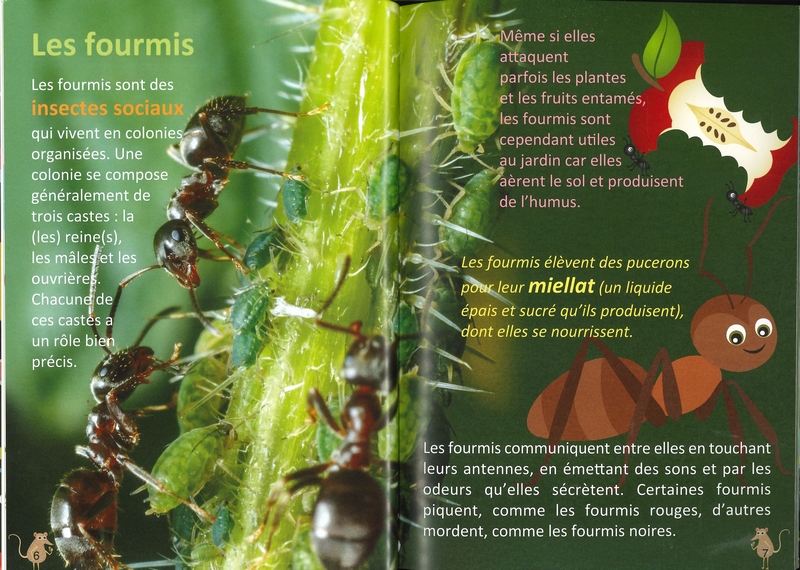 Les petites bêtes de nos jardins