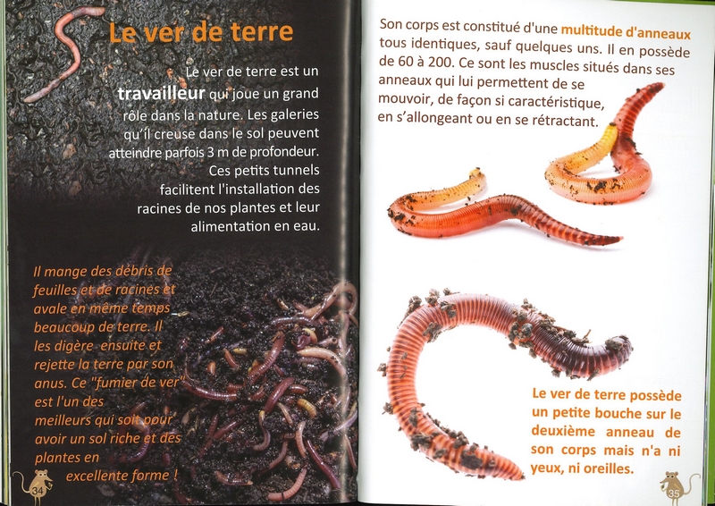 Les petites bêtes de nos jardins