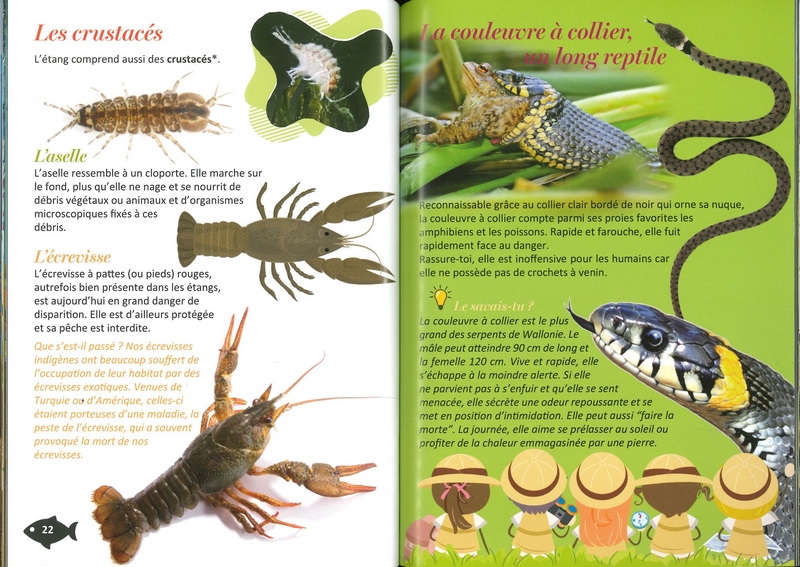 La vie étonnante des étangs