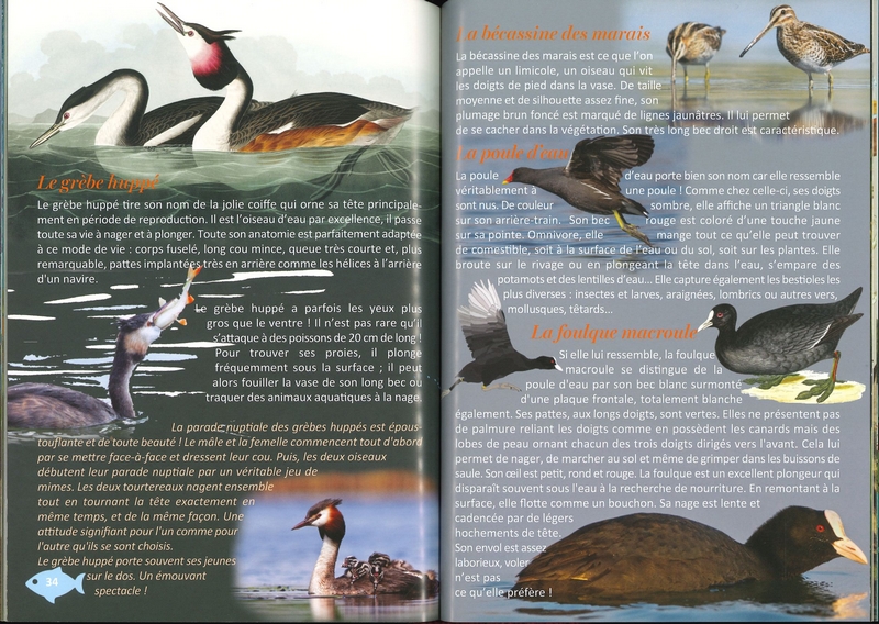 La vie étonnante des étangs