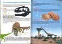 Sur les traces des dinosaures de Belgique