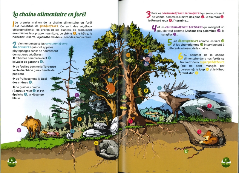 Qui mange qui?... dans les forêts de wallonie