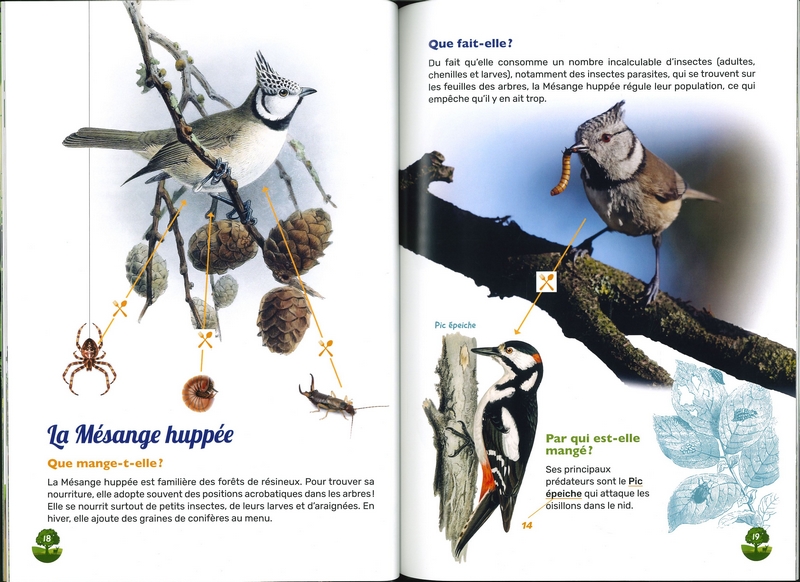 Qui mange qui?... dans les forêts de wallonie