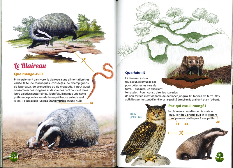 Qui mange qui?... dans les forêts de wallonie