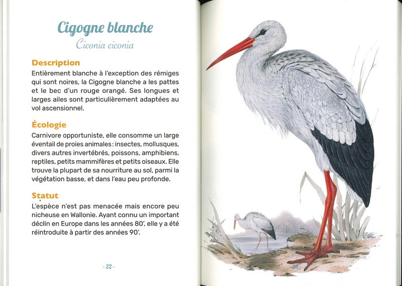 Les oiseaux des étangs de Wallonie