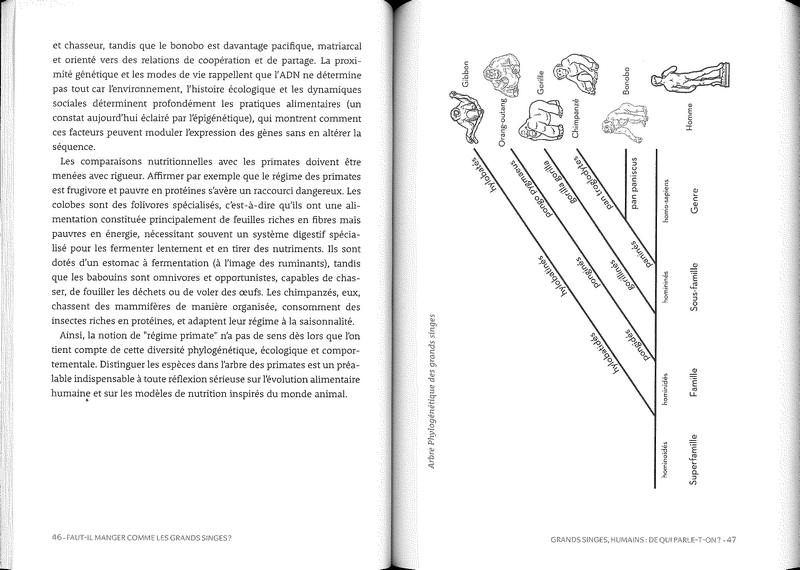 Faut-il manger comme les grands singes?