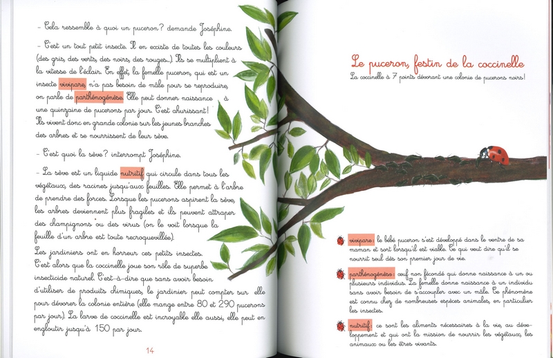 Le jardin de Juliette et Joséphine - La coccinelle