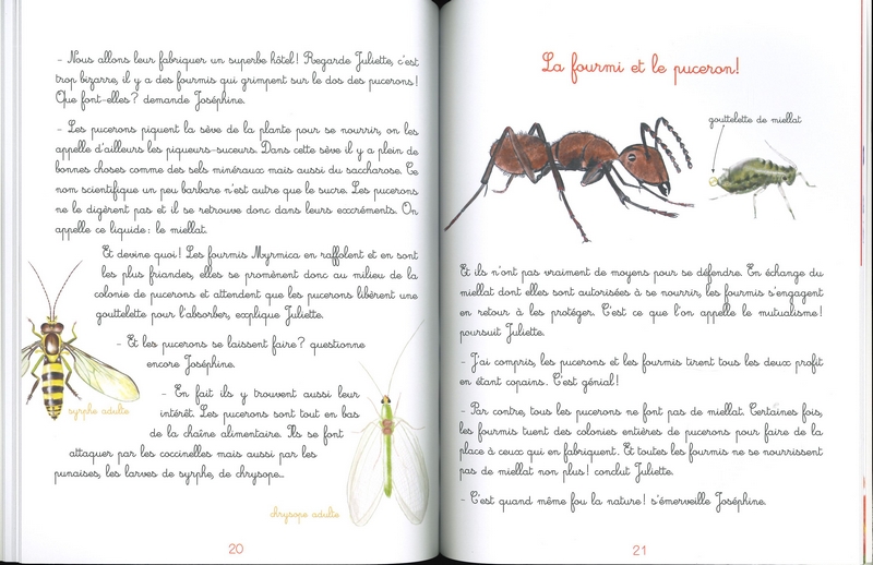 Le jardin de Juliette et Joséphine - La coccinelle