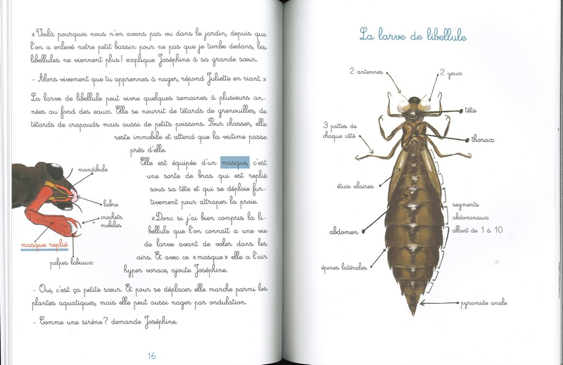 Le jardin de Juliette et Joséphine - La libellule