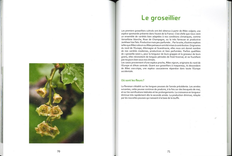 La taille des arbres libres