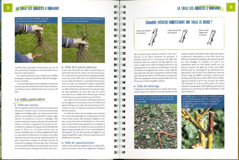 La taille des arbustes d'ornement