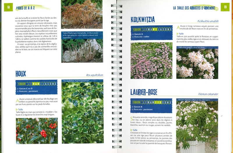 La taille des arbustes d'ornement