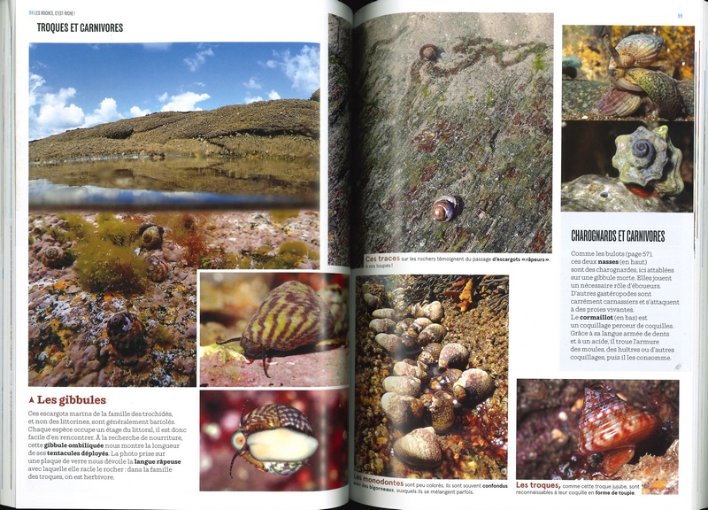 La nature en bord de mer