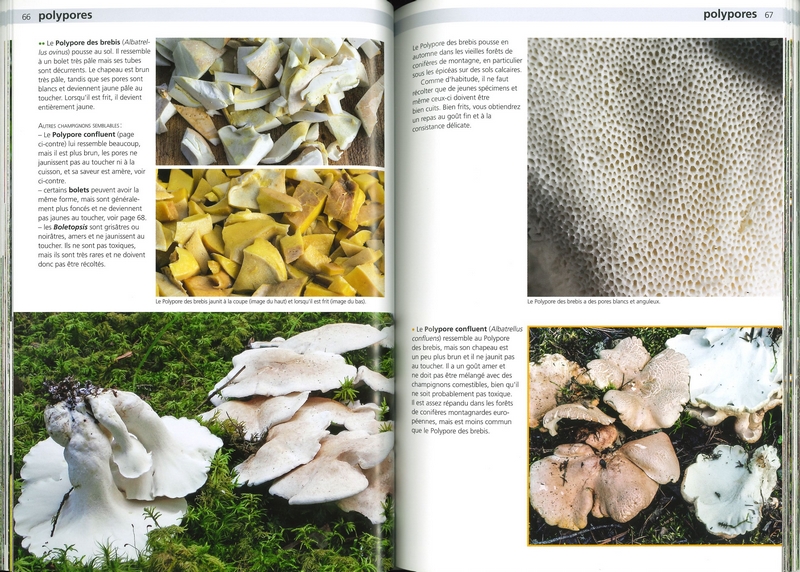 Champignons comestibles et toxiques - Eviter les confusions