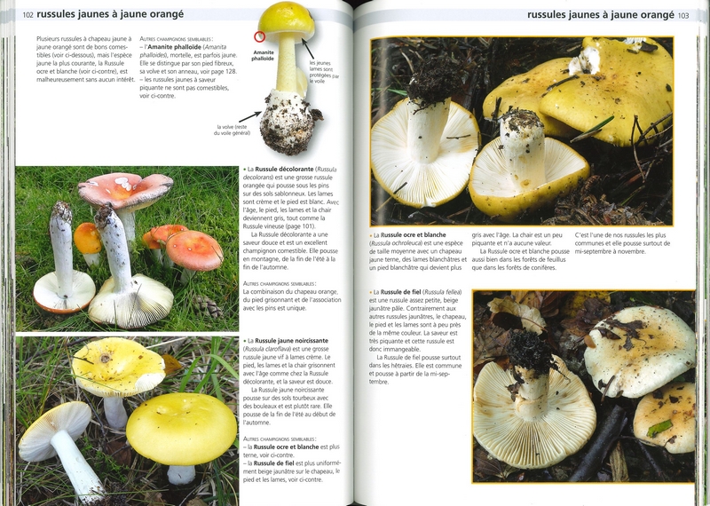 Champignons comestibles et toxiques - Eviter les confusions