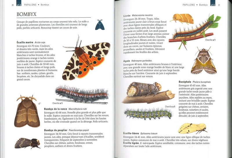 Les petits animaux des jardins et des maisons - Guide Delachaux