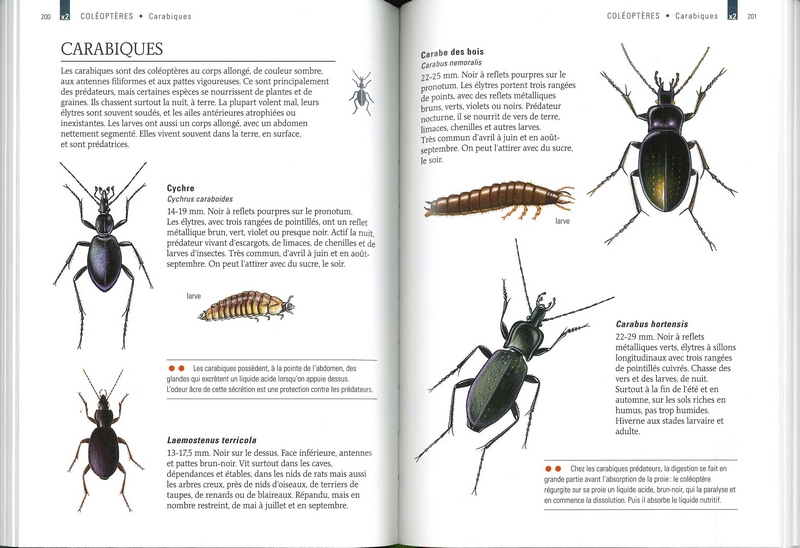 Les petits animaux des jardins et des maisons - Guide Delachaux