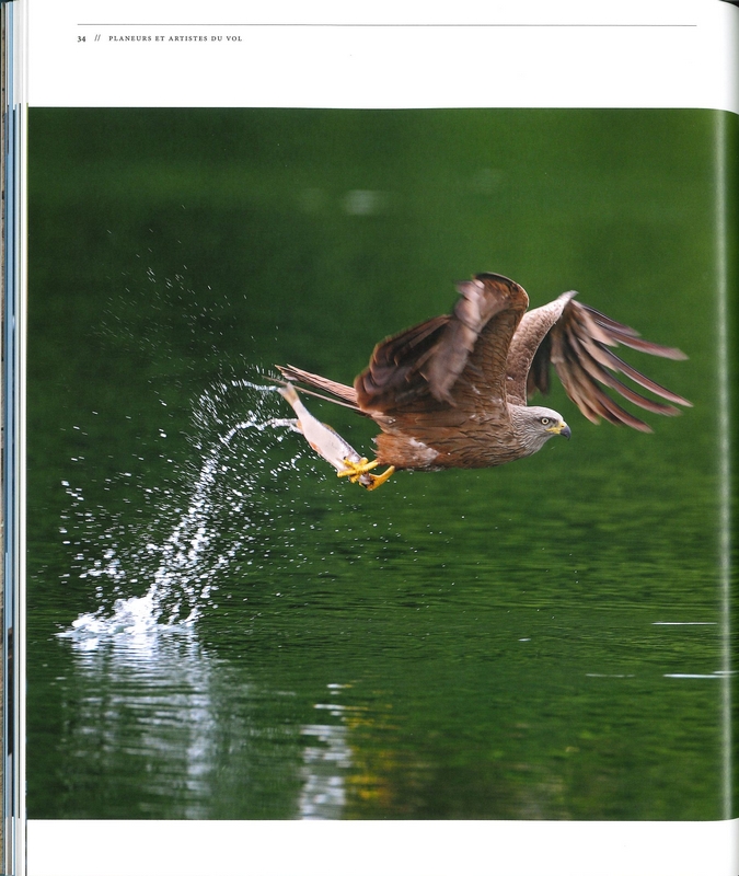 Rapaces les maîtres du ciel
