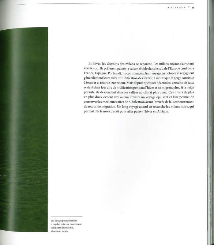 Rapaces les maîtres du ciel