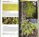 Guide des lichens de France