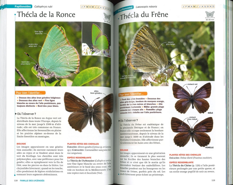 Guide des plus beaux papillons et leurs fleurs favorites