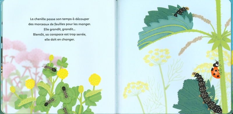 Les p'tits papillons