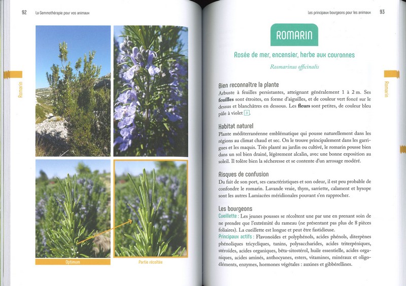 La gemmothérapie pour les animaux