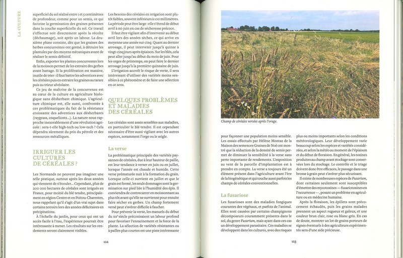 Cultiver les céréales