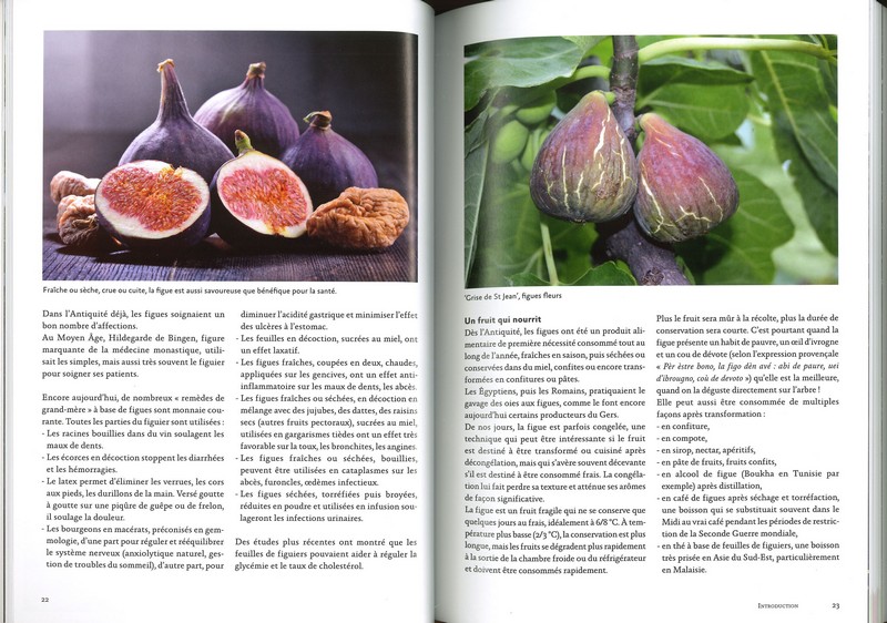 Figuiers résistant au froid