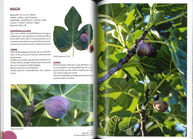 Figuiers résistant au froid