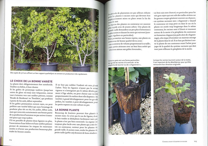 Figuiers résistant au froid