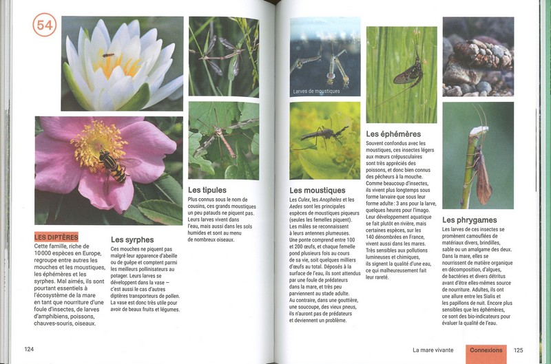 Créer et aménager une mare