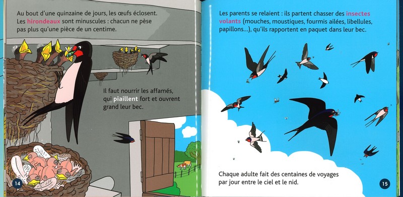 L'hirondelle - mes p'tits docs