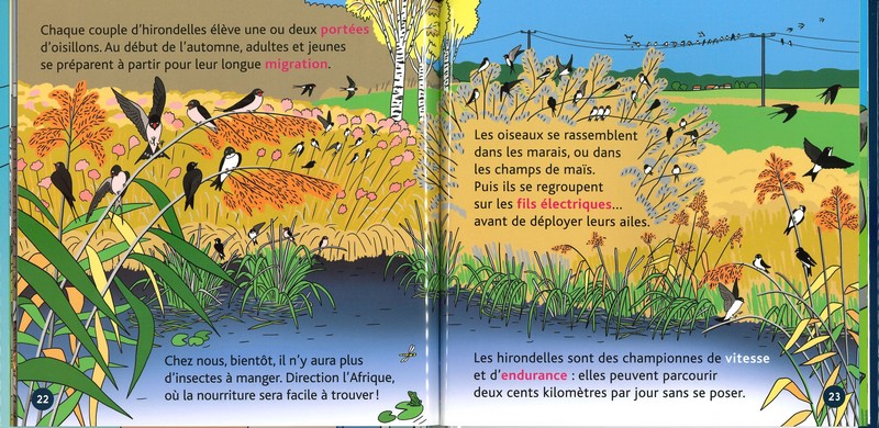 L'hirondelle - mes p'tits docs