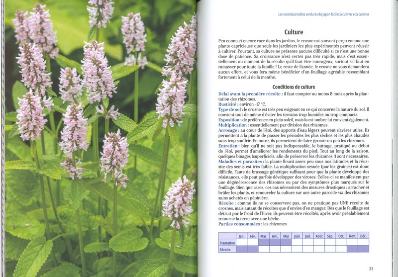 Cultiver les légumes du Japon