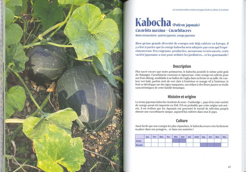 Cultiver les légumes du Japon