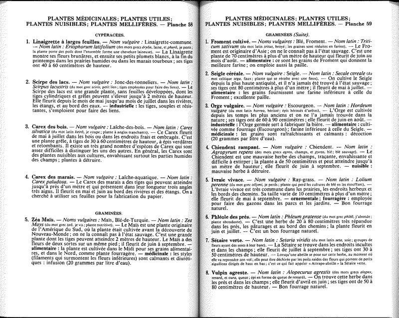 Plantes médicinales mellifères, utiles nuisibles