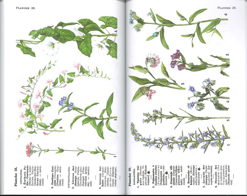 Plantes médicinales mellifères, utiles nuisibles