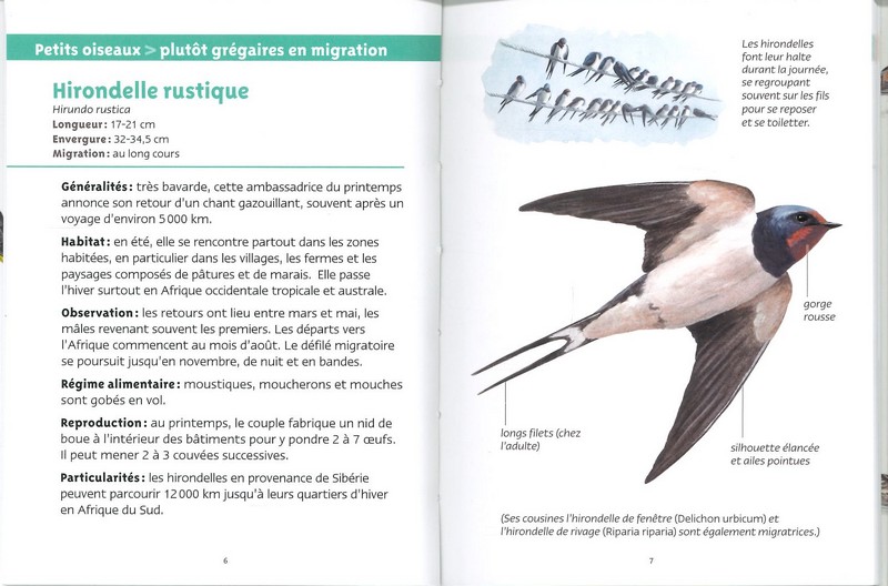 Oiseaux migrateurs les petits livres de la nature
