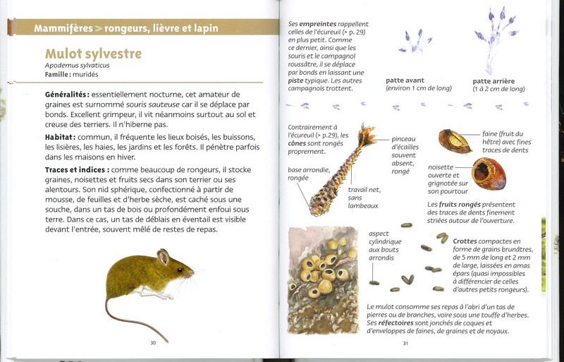 Traces d'animaux les petits livres de la nature