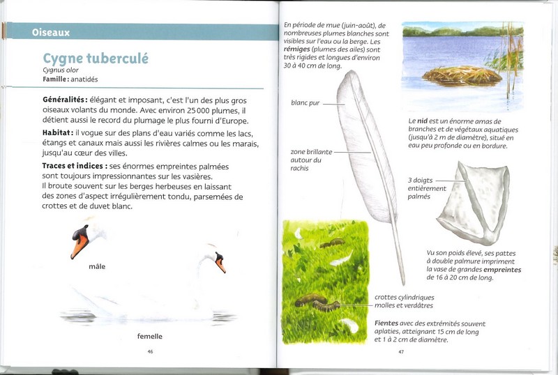 Traces d'animaux les petits livres de la nature