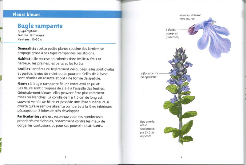 Fleurs de printemps les petits livres de la nature